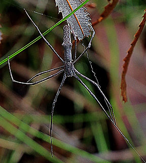 Common net-casting spider - Deinopis ravidus Common Net-casting Spider - Deinopis ravidus (as per Brisbane  Australia,Common net-casting spider,Deinopis ravida,Geotagged,Summer