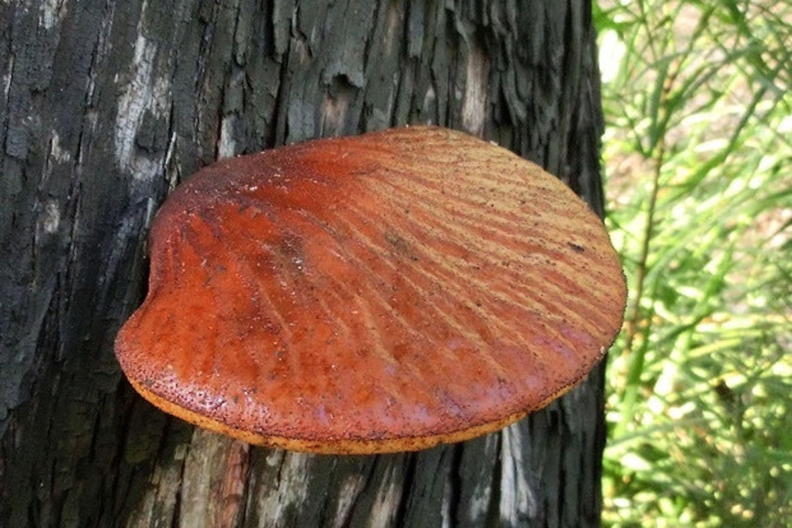 Possibly genus Fistulina A few years back whilst travelling in Vietnam 2013 Fistulina hepatica,Geotagged,Spring,Vietnam