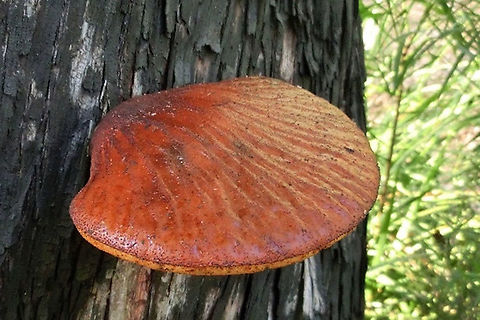 Possibly genus Fistulina A few years back whilst travelling in Vietnam 2013 Fistulina hepatica,Geotagged,Spring,Vietnam