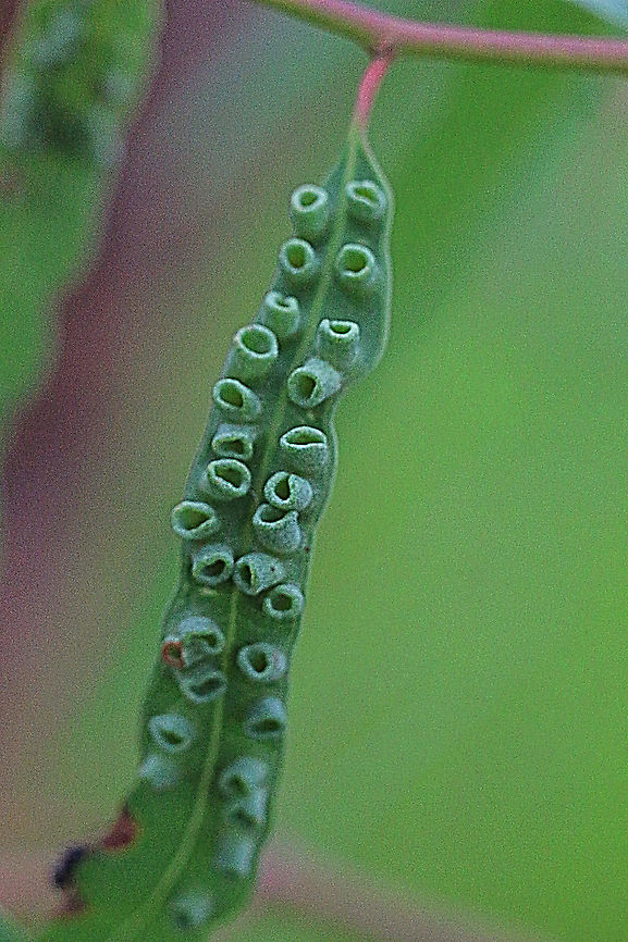 Unidentified halls on eucalyptus leave .  Australia,Geotagged,Spring