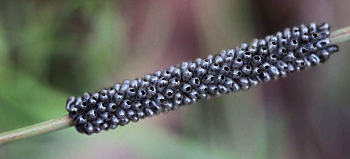 Empty egg shells from a species of moth. ( unidentified) The eggs are payed all around  a bracken fern stalk.  Australia,Eamw moth,Geotagged,Spring,unidentified