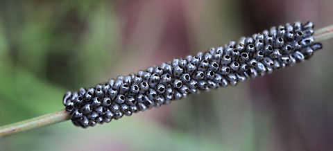 Empty egg shells from a species of moth. ( unidentified) The eggs are payed all around  a bracken fern stalk.  Australia,Eamw moth,Geotagged,Spring,unidentified