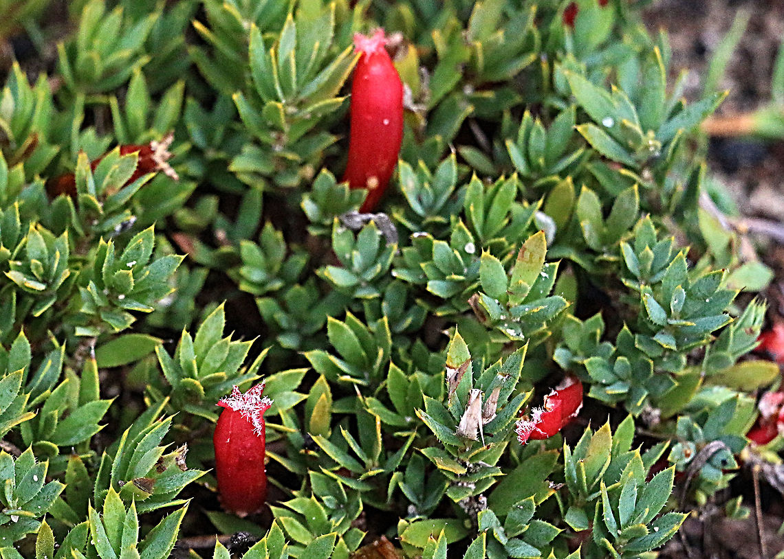 Cranberry Heath Astroloma humifusum Easily overlooked heath plant growing on large exposed flat sandstone slabs. Some of the slabs of sandstone were many square meters in size and very wet with a lot of water runoff from hillsides.<br />
<br />
 Astroloma humifusum,Australia,Fall,Geotagged