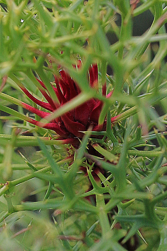 Horny cone-bush - Isopogon ceratophyllus Unopened flower head. When fully opened it will be a yellow colour. Australia,Fall,Geotagged,Horny cone-bush,Isopogon ceratophyllus