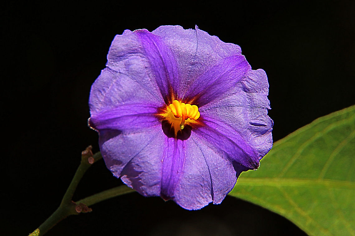 Paraguay nightshade - Lycianthes rantonnetii An introduced plant to Australia and used as ornamental plantings in gardens. Australia,Fall,Geotagged,Lycianthes rantonnetii