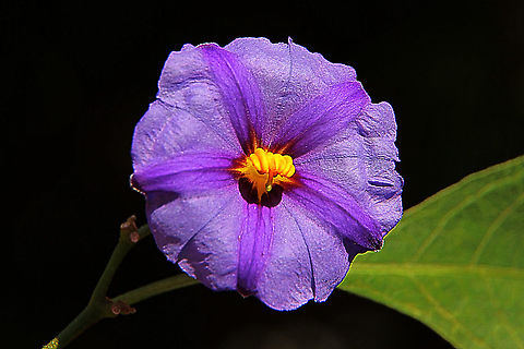 Paraguay nightshade - Lycianthes rantonnetii An introduced plant to Australia and used as ornamental plantings in gardens. Australia,Fall,Geotagged,Lycianthes rantonnetii