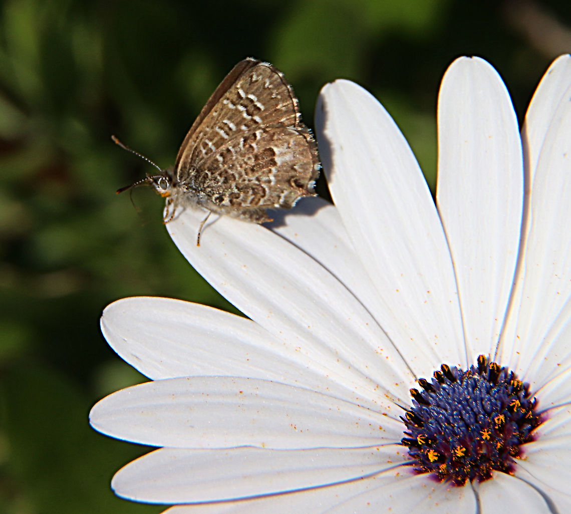 Saltbush blue - Theclinesthes serpentatus  Australia,Fall,Geotagged,Saltbush blue,Theclinesthes serpentatus