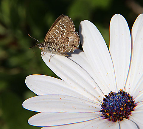 Saltbush blue - Theclinesthes serpentatus  Australia,Fall,Geotagged,Saltbush blue,Theclinesthes serpentatus