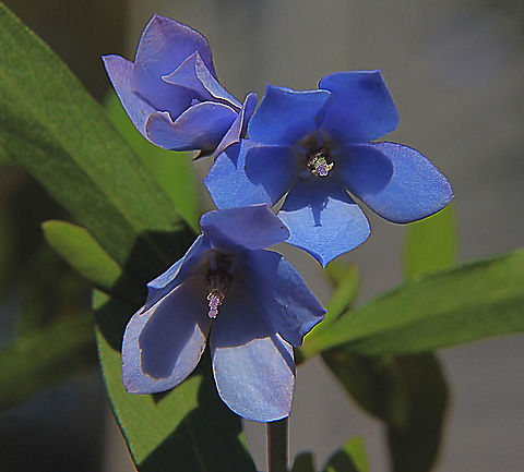 Bluebell creeper -Billardiera heterophylla  Australia,Billardiera heterophylla,Fall,Geotagged