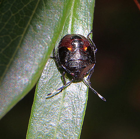 Unidentified stink bug nymph found on Sollya heterophylla  Australia,Fall,Geotagged