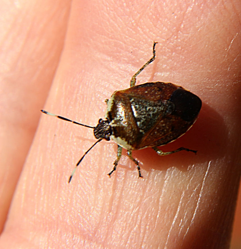 Pittosporum shield bug -Monteithiella humeralis found on Sollya heterophylla  Australia,Fall,Geotagged,Monteithiella humeralis
