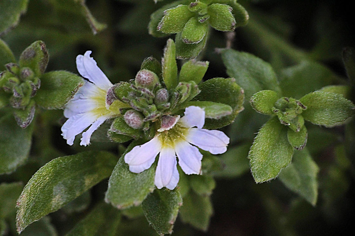 White Fan-flower White not really ,just has a little bid of bluish shades Australia,Geotagged,Scaevola  albida,Spring,White fan-flower