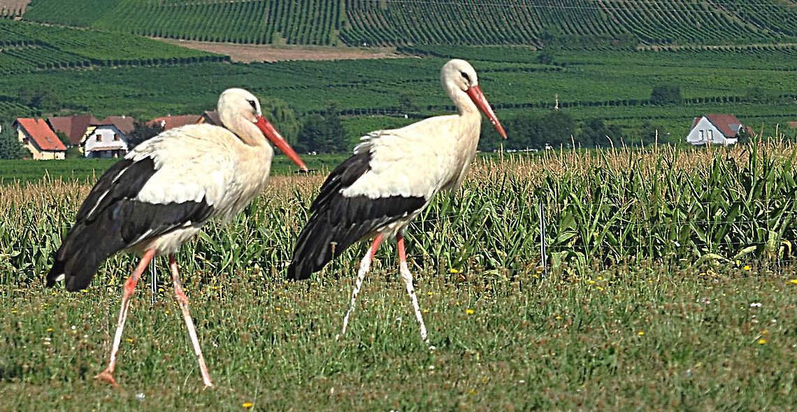 White stork - Ciconia ciconia Near Colmar France. Beautiful storks and the wine is also great. Ciconia ciconia,France,Geotagged,Summer,White Stork