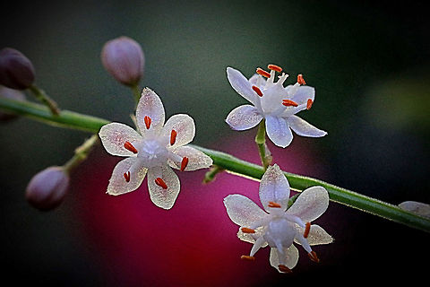 The milkmaids - Burchardia umbellata  Australia,Burchardia umbellata,Geotagged,milkmaids