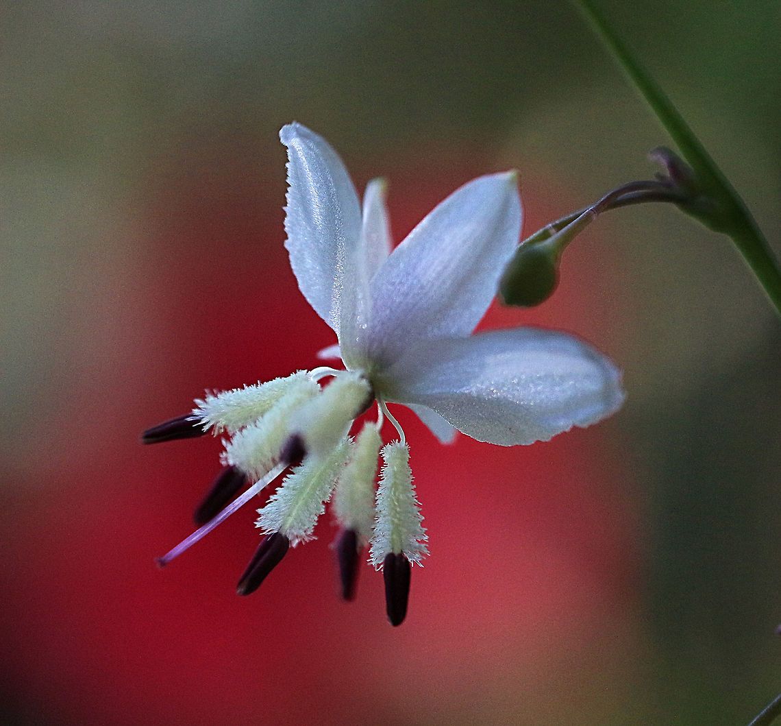 Pale vanilla lily - Arthropodium milleflorum The only one I could find. Arthropodium milleflorum,Australia,Geotagged