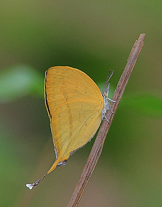Yamfly - Loxura atymnus Found in mango plantation  Eamw butterflies,Geotagged,Loxura atymnus,Vietnam,Yamfly