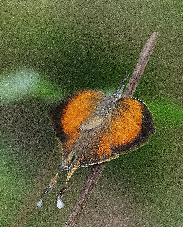 Yamfly - Loxura - atymnus  Eamw butterflies,Loxura atymnus,Yamfly