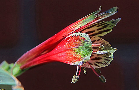 Parrot Lily - Alstroemerias pulchella Another beauty introduced to Australia and now is considered a weed. 
 Alstroemeria pulchella,Alstroemerias pulchella,Australia,Fall,Geotagged