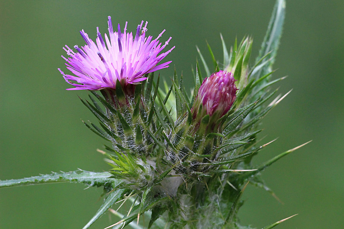 Cotton Thistle - Onopordum acanthium Introduced and growing anywhere. Australia,Cotton Thistle,Geotagged,Onopordum acanthium,Spring