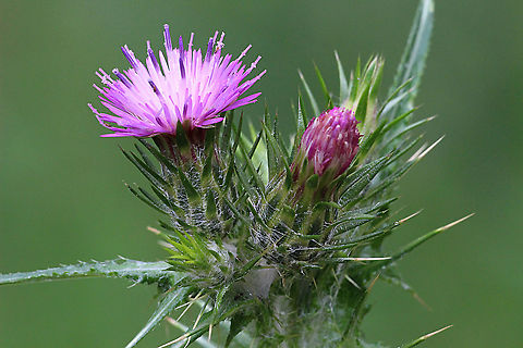 Cotton Thistle