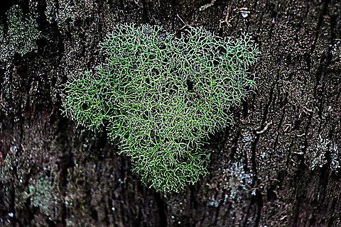 Unidentified fruticose lichen Growing on eucalyptus tree in a rainforest gully  Australia,Geotagged,Summer