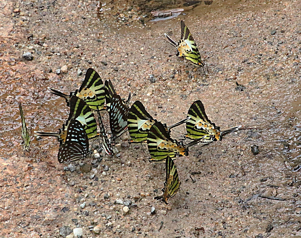 Five-bar swordtails - Graphium antiphedes and  lesser zebras - Graphium macareus Two species  mud - puddling on a dirt road  Eamw butterflies,Five-bar swordtail,Geotagged,Graphium antiphates,Vietnam