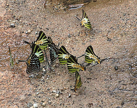 Five-bar swordtails - Graphium antiphedes and  lesser zebras - Graphium macareus Two species  mud - puddling on a dirt road  Eamw butterflies,Five-bar swordtail,Geotagged,Graphium antiphates,Vietnam