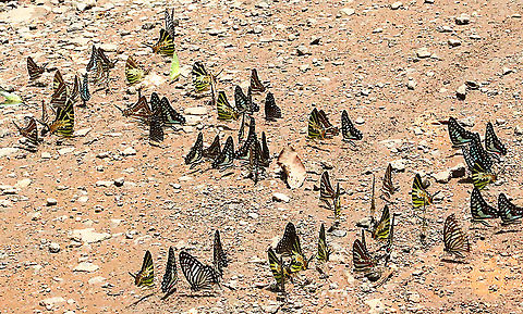 Blue triangles, lesser zebras, five - bar swordtails one yellow migrant . All happily mud -puddling together- the majority are blue triangles Common Bluebottle,Eamw butterflies,Geotagged,Graphium sarpedon,Vietnam