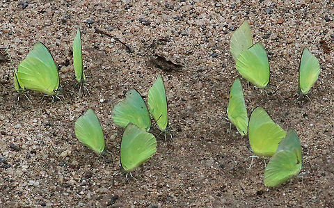 Lemon Emigrants Catopsilia pomona Mud -puddling Catopsilia pomona,Eamw butterflies,Geotagged,Lemon Emigrant,Vietnam