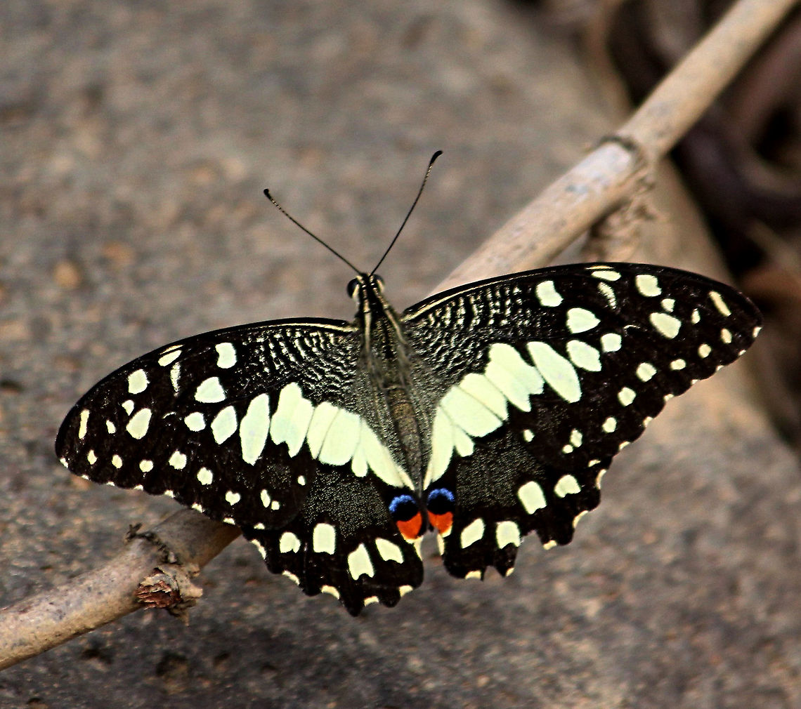 Lime butterfly - Papilio demoleus  Eamw butterflies,Geotagged,Papilio demoleus,Vietnam