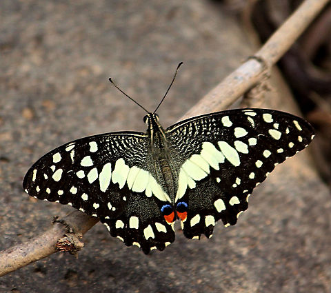 Lime butterfly - Papilio demoleus  Eamw butterflies,Geotagged,Papilio demoleus,Vietnam