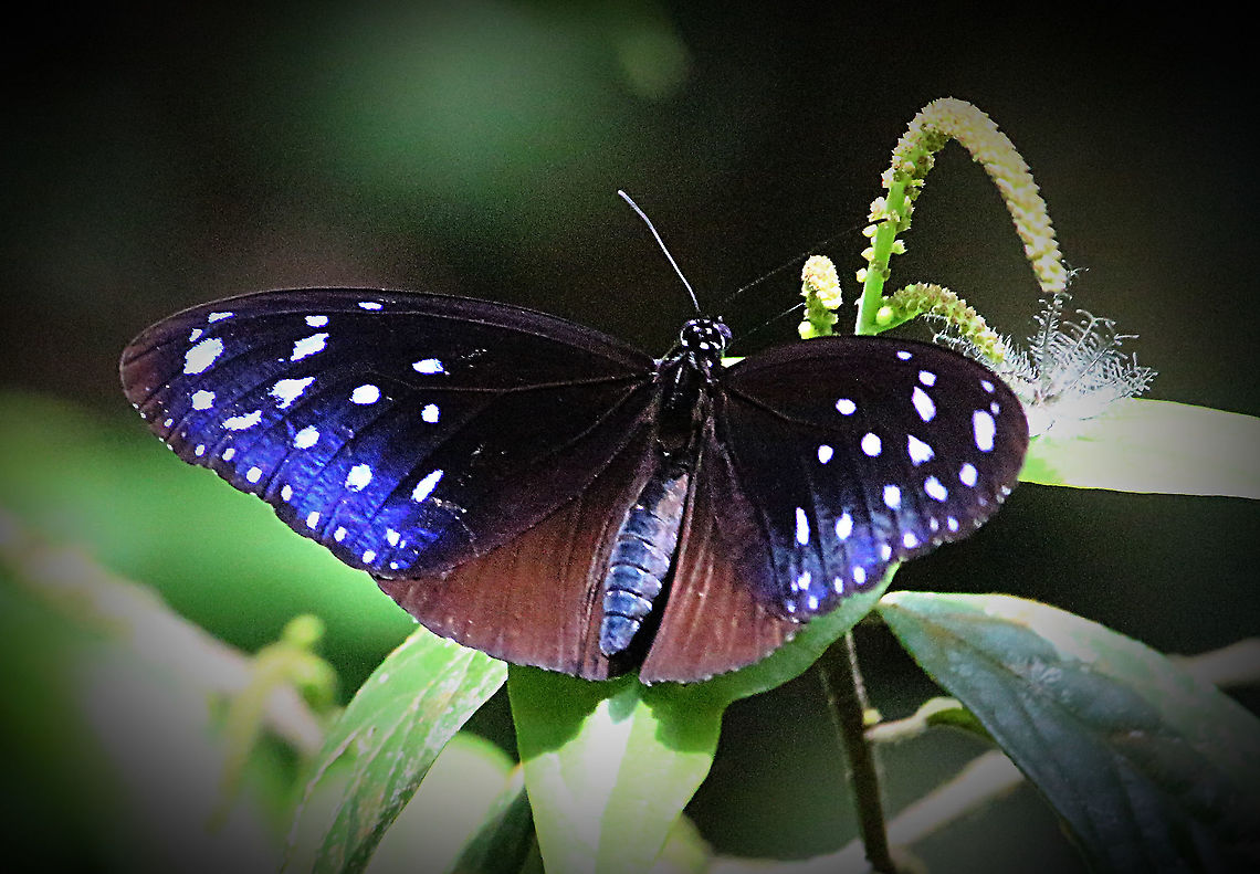 Striped Blue Crow - Euploea mulciber  Eamw butterflies,Euploea mulciber,Geotagged,Striped Blue Crow,Vietnam