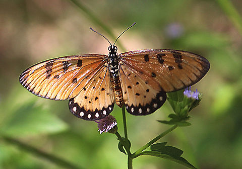 Tawny Coaster - Acrea viola  Acraea terpsicore,Eamw butterflies,Geotagged,Tawny coster,Vietnam