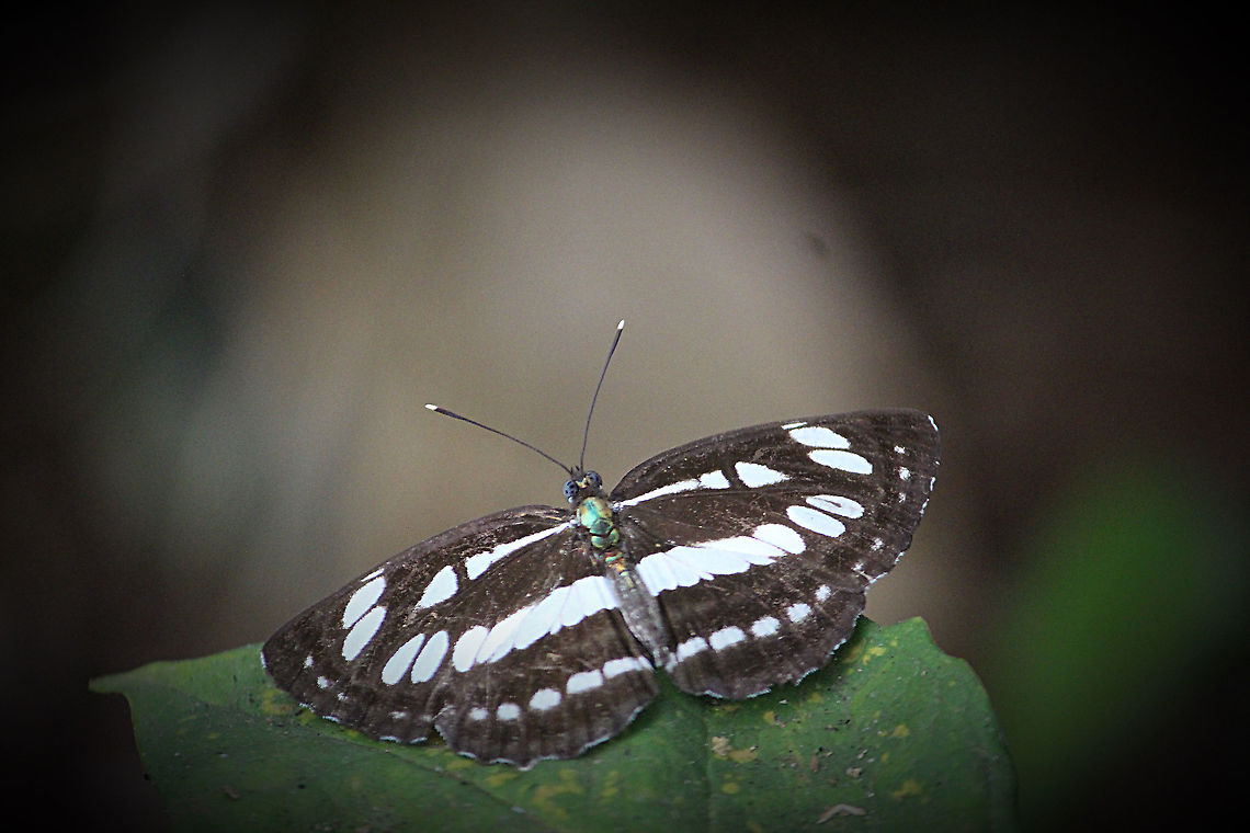 Southern sullied sailor - Neptis clinia ? There are many sub species in this genus and difficult to identify correctly. Eamw butterflies,Geotagged,Neptis clinia,Southern sullied sailer,Vietnam