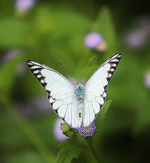 Eastern striped albatross - Appias olferna  Appias olferna,Eamw butterflies,Eastern striped albatross,Geotagged,Vietnam
