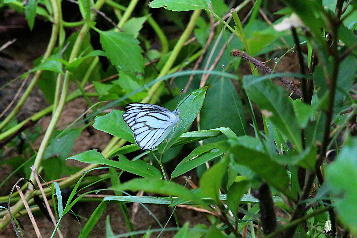 Eastern striped albatross - Appias olferna  Appias olferna,Eamw butterflies,Eastern striped albatross,Geotagged,Vietnam