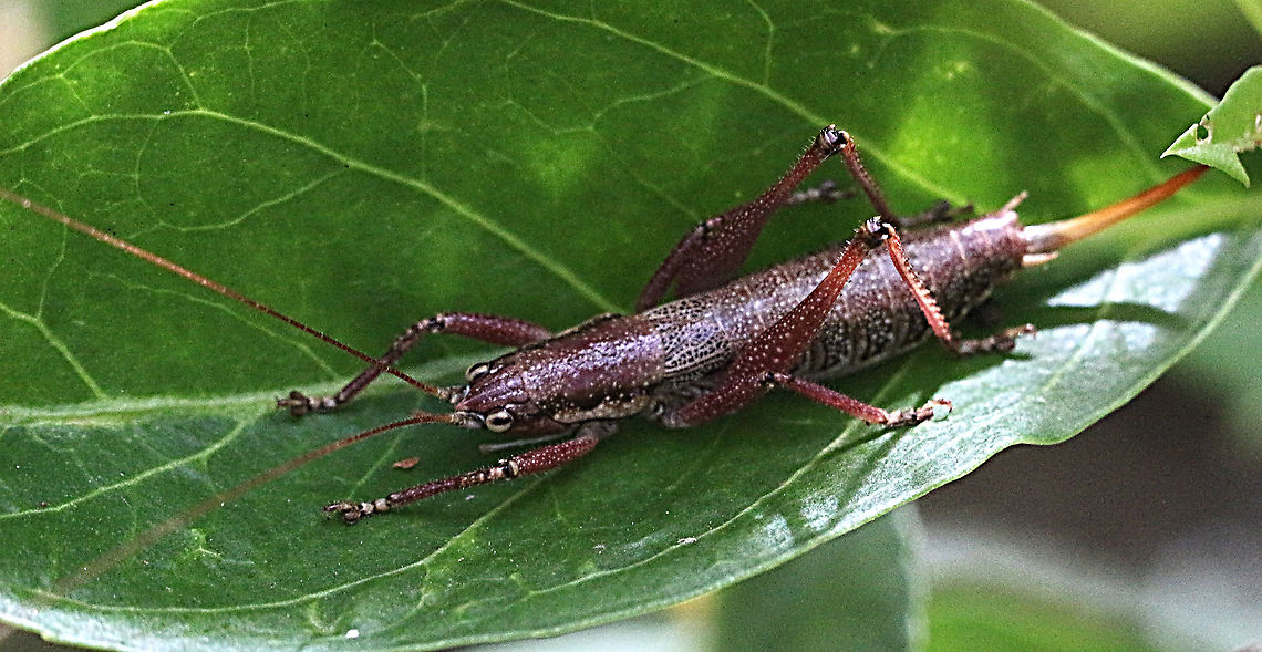 Unidentified tree cricket About 30 mm long excluding the ovipositor  Australia,Geotagged