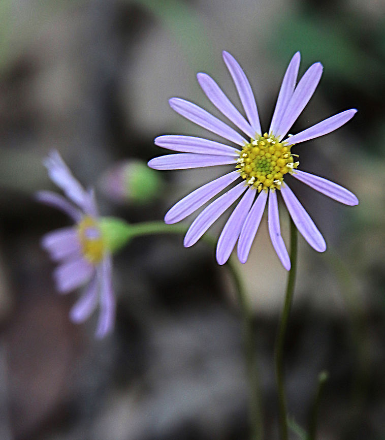 Purple Burr daisy - Calotis cuneifolia  Australia,Calotis cuneifolia,Geotagged,Purple Burr-daisy,Summer