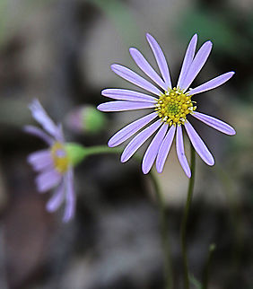 Purple Burr daisy - Calotis cuneifolia  Australia,Calotis cuneifolia,Geotagged,Purple Burr-daisy,Summer