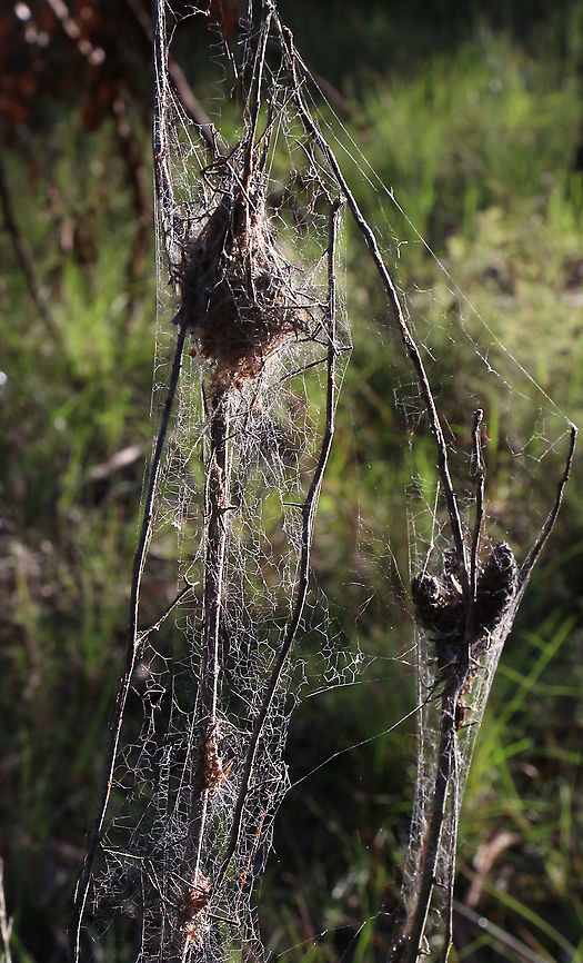 A very messy spider web of unidentified species There are alwise many very small spiders all together , hiding in the bulbous tangle of leaves and webbing. Australia,Eamw spiders,Fall,Geotagged