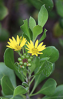 Bietou bush a introduced invasive weed in Australia. Very common in coastal areas.  Australia,Bietou,Chrysanthemoides monilifera,Geotagged,Summer