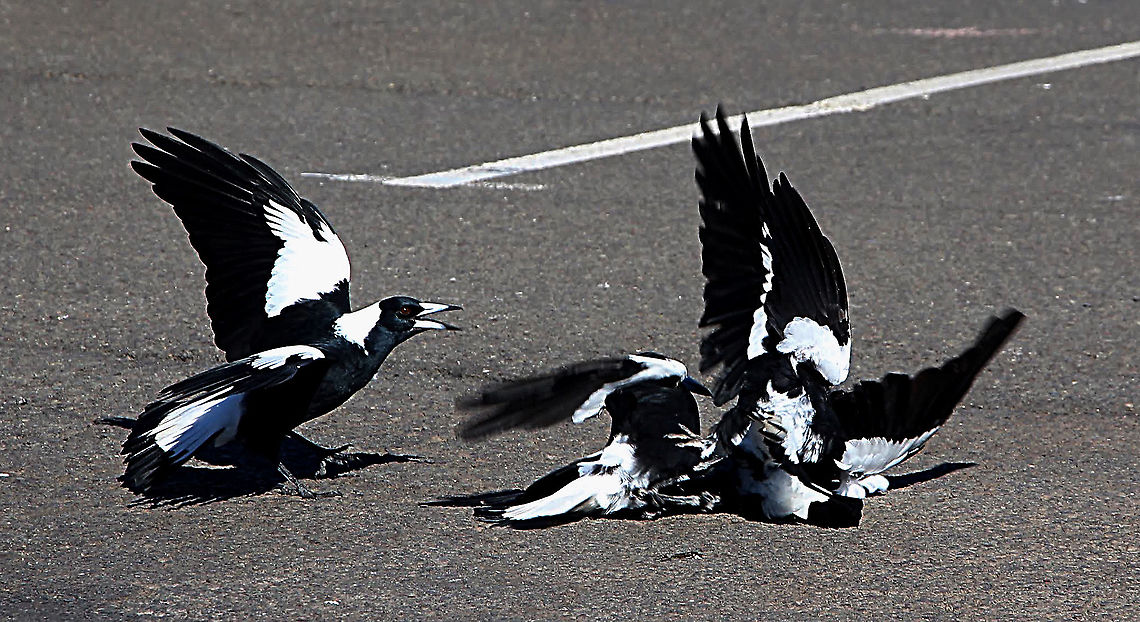 Australian magpie - Gymnorhina tibicen Magpie family feud in a public car park. Mostlikely a territorial dispute. Australia,Australian magpie,Fall,Geotagged,Gymnorhina tibicen
