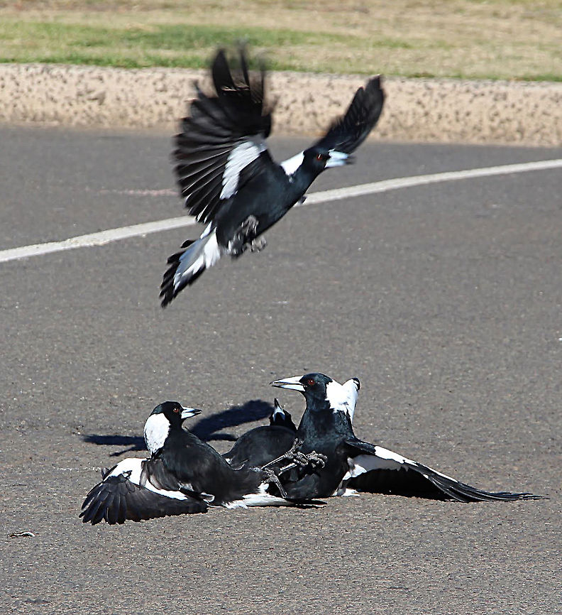 Australian Magpies - Gymnorhina tibicen Territorial disputes of Magpies Australia,Australian magpie,Fall,Geotagged,Gymnorhina tibicen