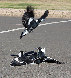 Australian Magpies - Gymnorhina tibicen Territorial disputes of Magpies Australia,Australian magpie,Fall,Geotagged,Gymnorhina tibicen