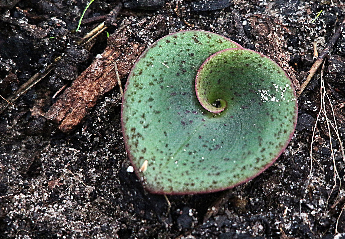 Leave of a terrestrial orchid ,species not identified In late Autumn or early winter many terrestrial orchids grow the first leaf and experts ( not me yet) can already identify the species. Australia,Fall,Geotagged