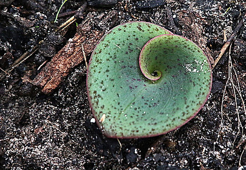 Leave of a terrestrial orchid ,species not identified In late Autumn or early winter many terrestrial orchids grow the first leaf and experts ( not me yet) can already identify the species. Australia,Fall,Geotagged