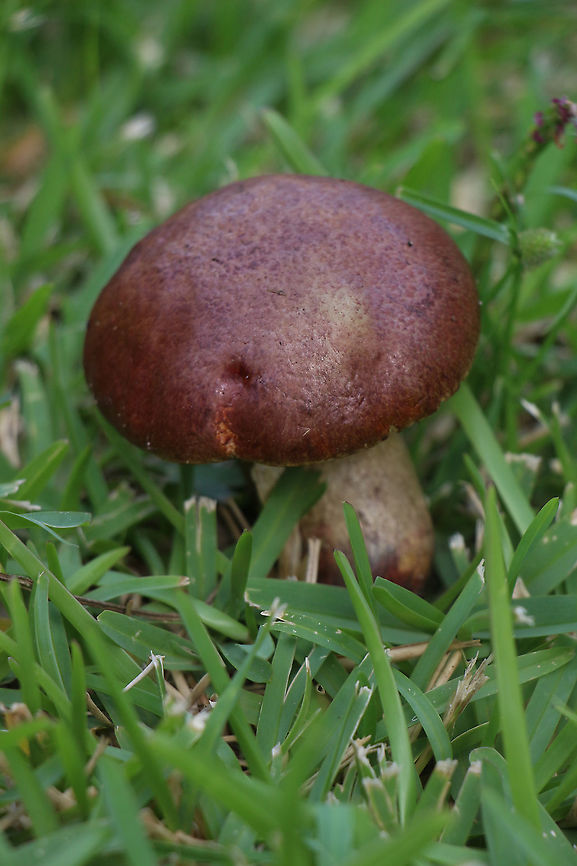 Unidentified Boletus  Australia,Geotagged,Summer