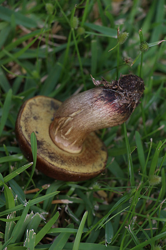 Unidentified Boletus  Australia,Geotagged,Summer
