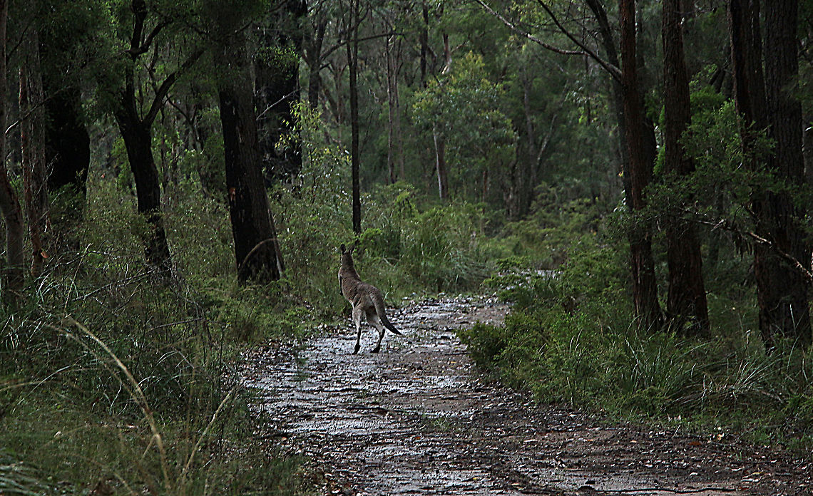 Grey kangaroo- Macropus giganteus Grey kangaroo in it&rsquo;s natural habitat. Australia,Eastern grey kangaroo,Geotagged,Macropus giganteus,Summer