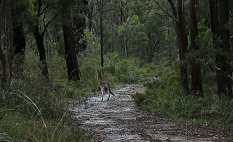 Grey kangaroo- Macropus giganteus Grey kangaroo in it’s natural habitat. Australia,Eastern grey kangaroo,Geotagged,Macropus giganteus,Summer